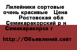 Лилейники сортовые - очень красивые › Цена ­ 150 - Ростовская обл., Семикаракорский р-н, Семикаракорск г.  »    